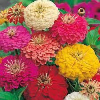 Aywal Zinnia Multi - Color Flower Seed(100 per packet)
