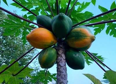 BDSresolve Hybrid papaya seeds for home garden Seed(50 per packet)