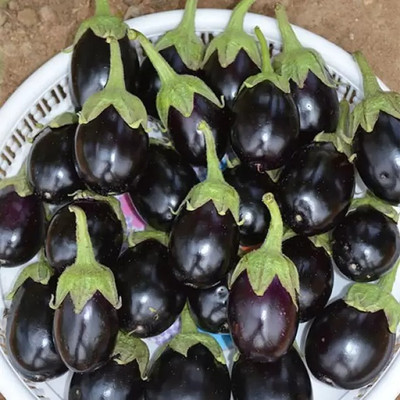 MAA Brinjal, Bhaingan Seed(230 per packet)