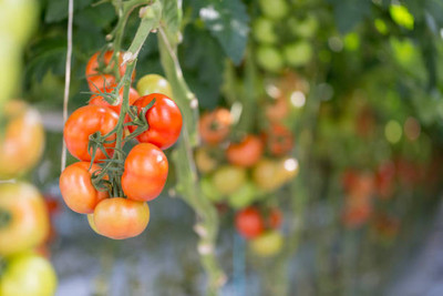 Shiv Shakti Ent tomato Seed(85 per packet)