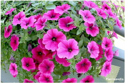 Mozette Exotic petunia Seed(31 per packet)