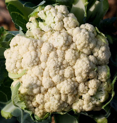 CALYXSEEDS white cauliflower,gobhee seeds Seed(13 per packet)
