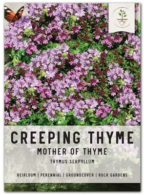 Qualtivate HUA-2A Creeping Thyme Seeds(Thymus serpyllum) Seed(50 per packet)