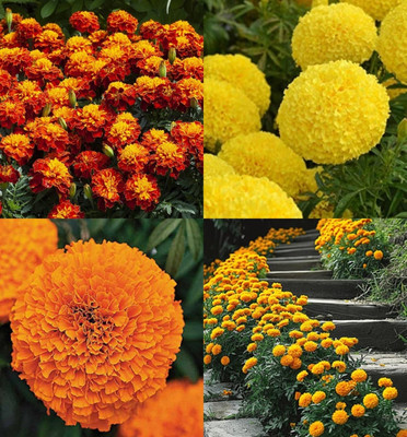 ibains Big genda flower seeds pack of 67 Seed(27 per packet)