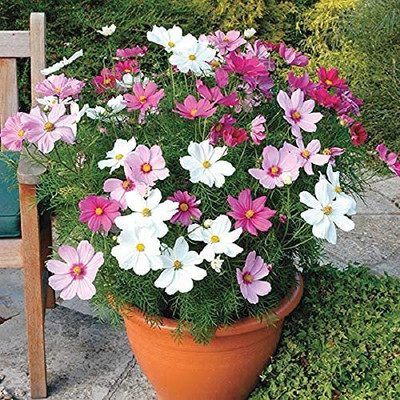 CYBEXIS XLR-40 - Cosmos Hybrid flower - (90 Seeds) Seed(90 per packet)