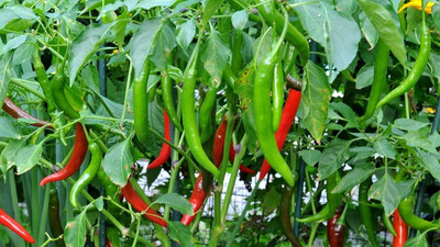 Kenware Chilli Seed(50 per packet)
