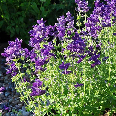 CYBEXIS LXI-90 - Clary Sage Blue Monday - (1350 Seeds) Seed(1350 per packet)