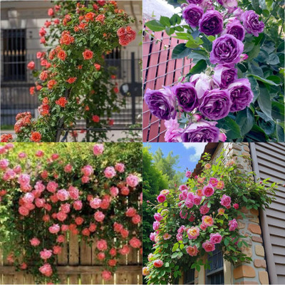 ibains Multi Colour Climbing Rose Seeds no of seeds 39 Seed(39 per packet)