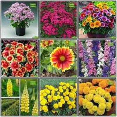 ibains Summer flower seeds combo Seed(225 per packet)