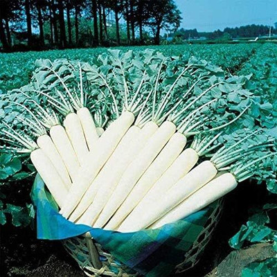 Qualtivate RES-6A April Cross Hybrid F1 Radish Seeds Seed(300 per packet)