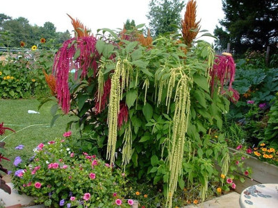 Lorvox Amaranthus Seed(78 per packet)