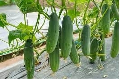 Pauda Cucumber Seed(25 per packet)