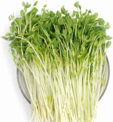 CYBEXIS Watercress Seeds Rich Vitamins -350 Seeds Seed(350 per packet)