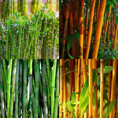 ibains Bamboo plant seeds bij 48 Seed(48 per packet)