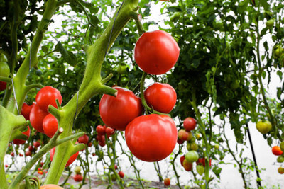 ARTA tomato Seed(135 per packet)