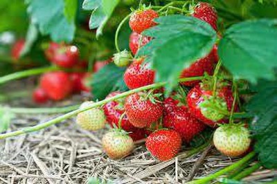 XOLDAA strawberry fruit seeds Seed(175 per packet)