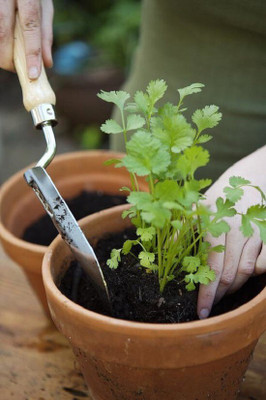 Quentova Organic Cilantro/Coriander Seed(200 per packet)