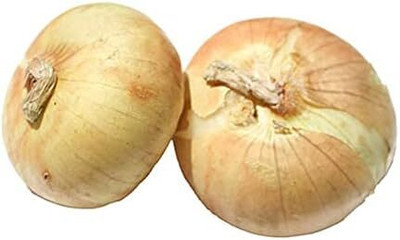 KNESSiN High Yield Sweet Delight Onion Vegetable Seeds For Planting-(300 Seeds) Seed(300 per packet)