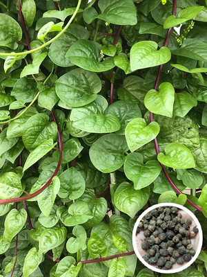 Seedsilk Store High Yield Basella alba, Green Malabar Spinach, Pui Shak Seed(50 per packet)