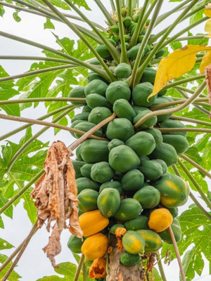 Pbevergreen Orginal Red Lady Papaya Seed(1480 per packet)