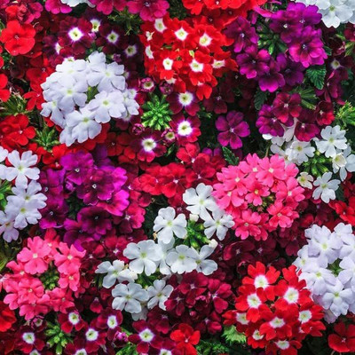 KANAYA Verbena Flower Seeds Seed(75 per packet)