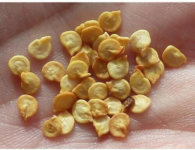 Shiv-Shakti Group simla-yellow Seed(10 per packet)
