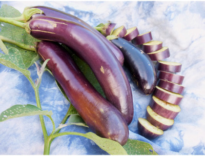 Avysa Brinjal Guinea Summer Squash Seed(3500 per packet)