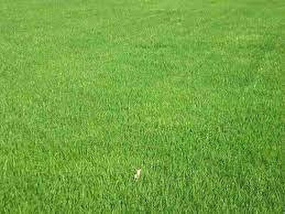 ibains Lawn grass seed for garden Seed(3800 per packet)