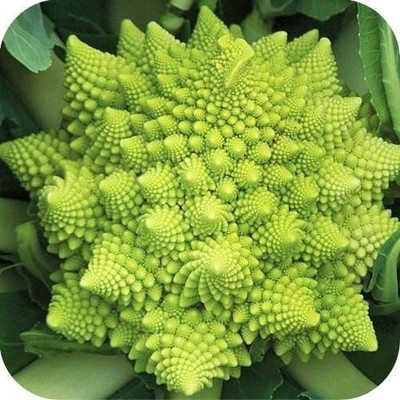 WILLVINE NDIR-648 Broccoli Romanesco Variety Seeds Seed(200 per packet)