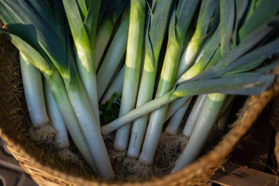 CYBEXIS Long White Bunching Onion Seeds2000 Seeds Seed(2000 per packet)