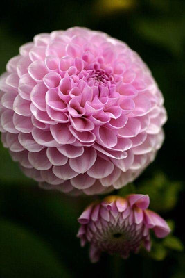 Aywal HYBRID SEEDS Dahlia Mixed Seed(10 g)
