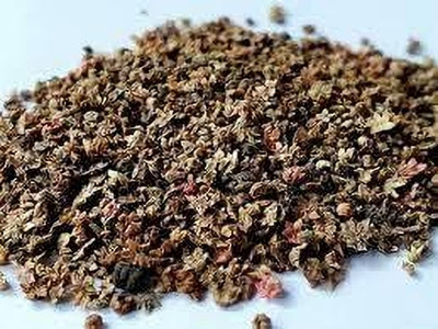 BDSresolve kochia seeds hybrid pack of 23 Seed(23 per packet)