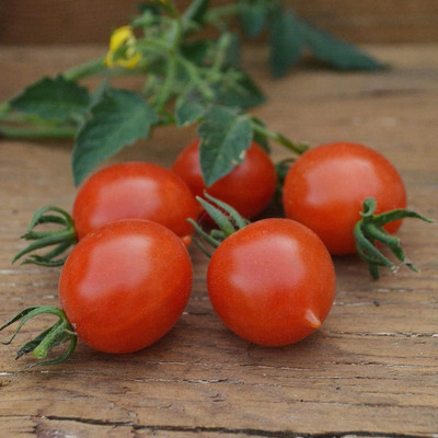 Biosnyg Organic Grape Cherry Tomato Vegetable Seeds for Kitchen Gardening - (2000 Seeds) Seed(2000 per packet)