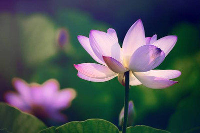 HERBIVORES lotus,kamal gatta Seed(11 per packet)