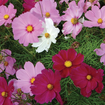 CYBEXIS PAU-96 - Cosmos Flower pack - (90 Seeds) Seed(90 per packet)