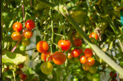 MOGEX tomato Seed(120 per packet)