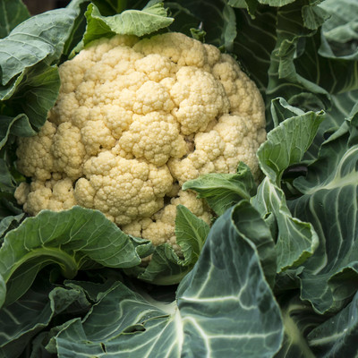 Corofitam Cauliflower F1 Seed(18 per packet)