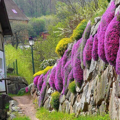 CYBEXIS VXI-19 - Wild Creeping Thyme - (1350 Seeds) Seed(1350 per packet)