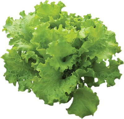 CYBEXIS XL-46 - Black ed Simpson Lettuce - (150 Seeds) Seed(150 per packet)
