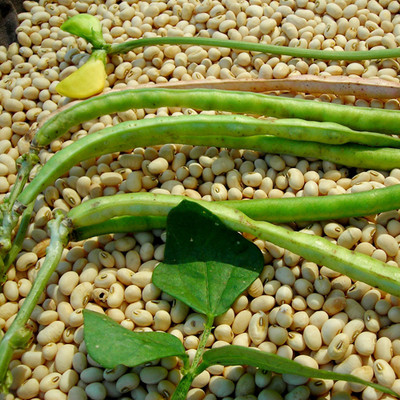 SREE Hybrid cowpea borboti Seed(35 per packet)