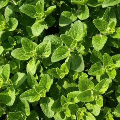 CYBEXIS XL-80 - Italian Oregano HERB - (1350 Seeds) Seed(1350 per packet)
