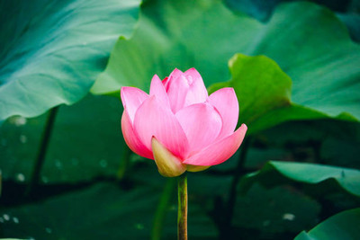 GGE NATURAL ITEM lotus,kamal gatta Seed(11 per packet)
