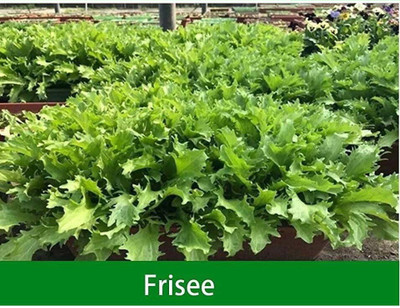 CYBEXIS Frisee Lettuce Seeds4000 Seeds Seed(4000 per packet)