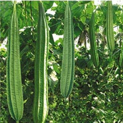 SeeGreen hybrid ridge Gourd Seeds 5 pcs per packet Seed(5 per packet)