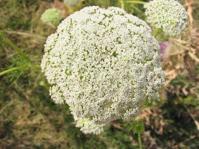 VibeX XLL-69 - White Bishops FlowerWild Carrot - (60 Seeds) Seed(60 per packet)