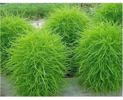 Avysa Burning Bush Seeds - Kochia Seed(10 per packet)