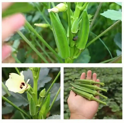 DEYS AGRO ™ f1 hybrid ladies finger seeds Seed(57 per packet)