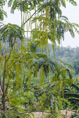 CYBEXIS GUA-15 - Flowering DRUMSTICK TREE Moringa Oleifera - (1350 Seeds) Seed(1350 per packet)