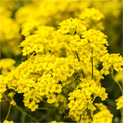 WILLVINE ™ Basket of Gold Alyssum (Alyssum saxatile)-50 SEEDS Seed(50 per packet)
