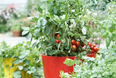 jkfarm Tomato Seed(42 per packet)